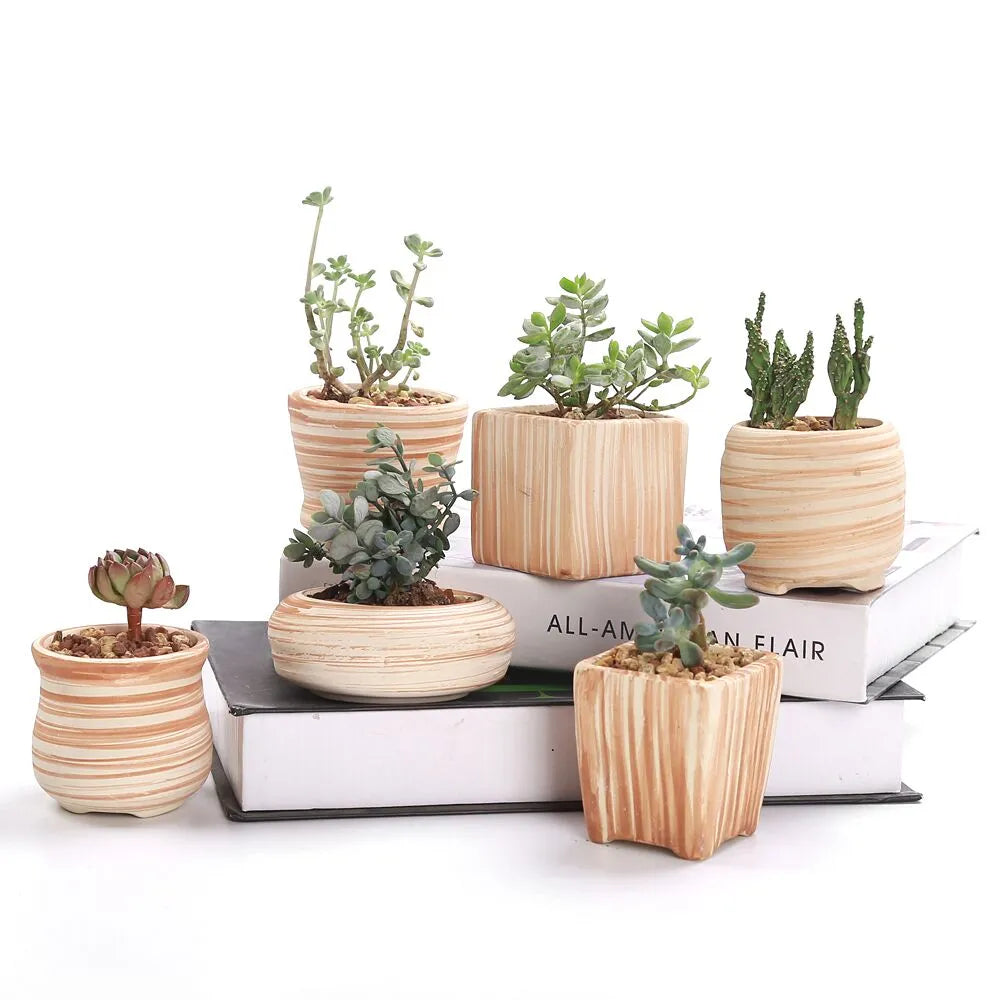 Sovrik stripete sukkulentblomsterpotter