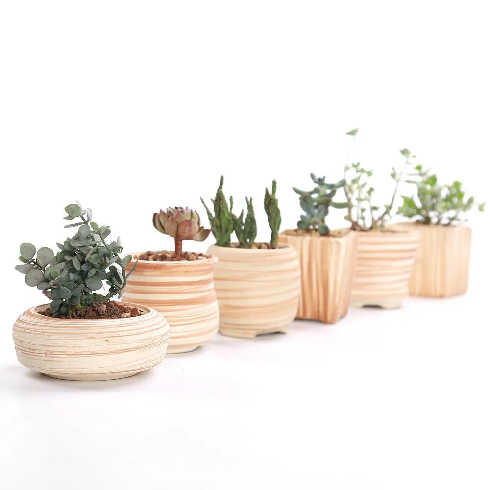Sovrik stripete sukkulentblomsterpotter
