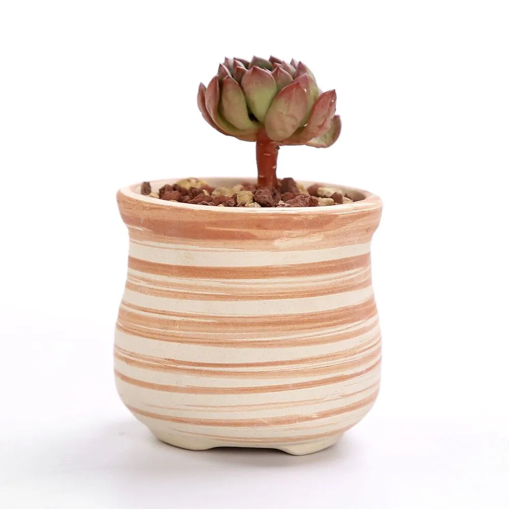 Sovrik stripete sukkulentblomsterpotter