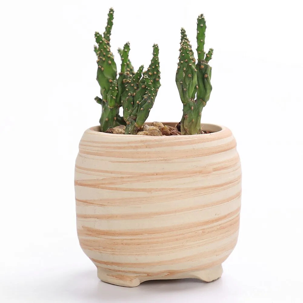 Sovrik stripete sukkulentblomsterpotter