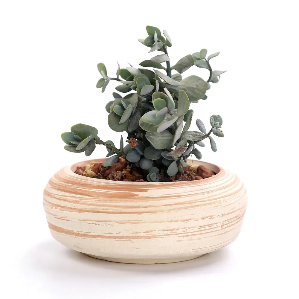 Sovrik stripete sukkulentblomsterpotter
