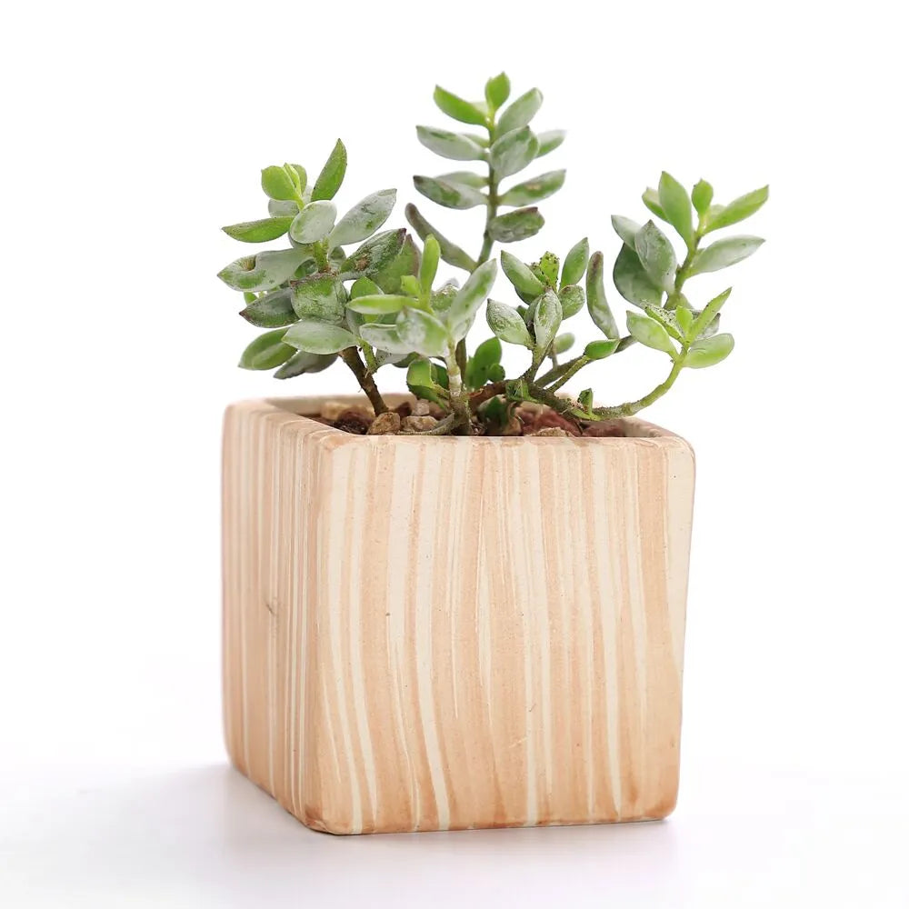 Sovrik stripete sukkulentblomsterpotter